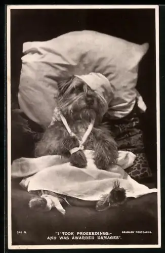 AK I took Proceedings..., Verletzter Hund liegt mit Verband im Bett