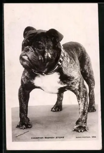 AK Champion Rodney Stone, Portrait