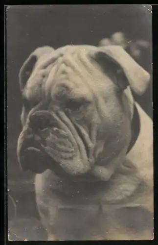 AK Bulldogge, Portrait