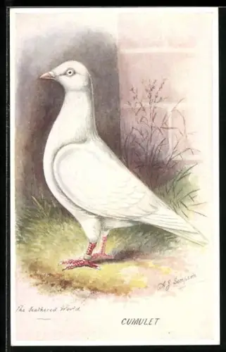 Künstler-AK Taube der Rasse Cumulet