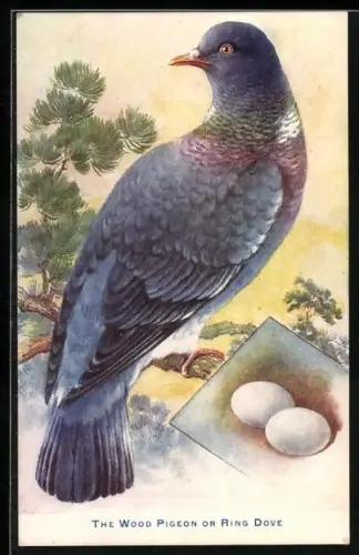 AK The Wood Pigeon or Ring Dove, Taube mit Gelege