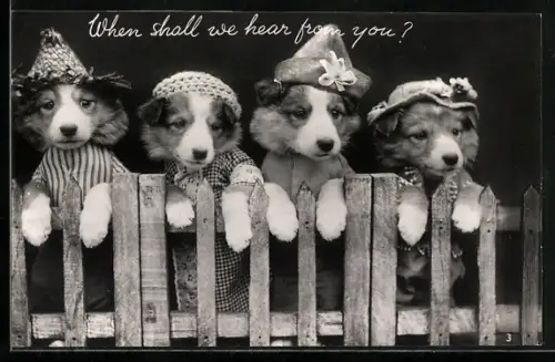 AK Vier Hunde mit Hüten am Zaun