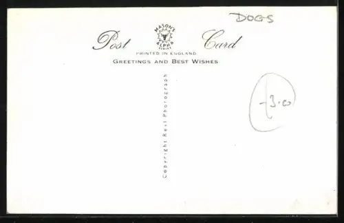 AK Vier Hunde mit Hüten am Zaun