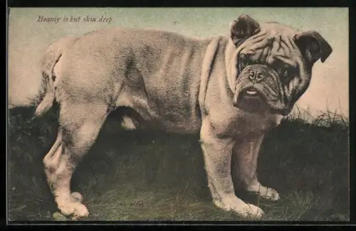 AK Beauty is but skin deep, Bulldog