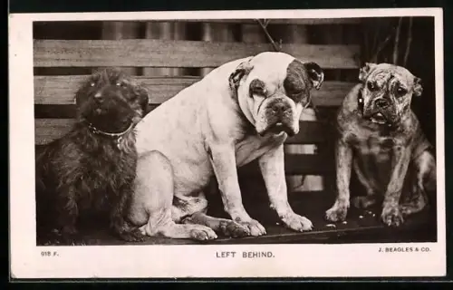 AK Left Behind, Bulldog, Terrier, Boxer