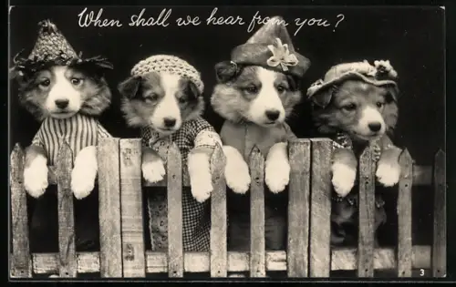 AK When shall we hear from you?, Puppys with Hats and Clothes