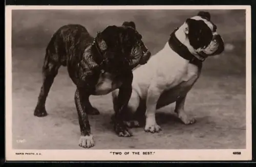 AK Two of the Best, Bulldogs