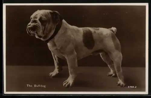 AK Kräftige männliche Bulldogge