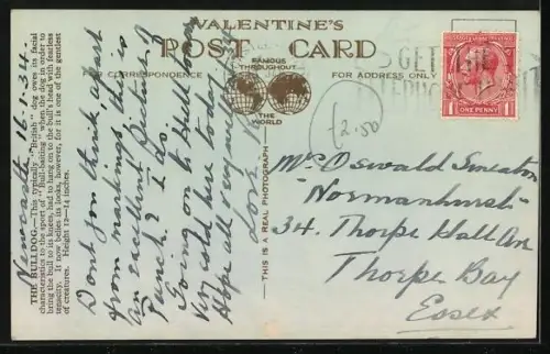 AK Kräftige männliche Bulldogge