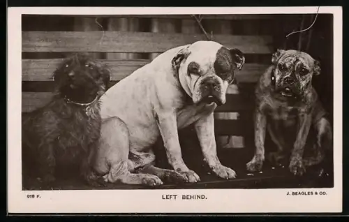 AK Left Behind, Bulldog, Terrier and Boxer