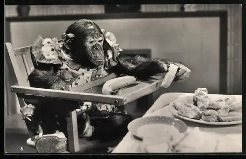 AK Schimpansenkind auf einem Babystühlchen vor gedecktem Tisch