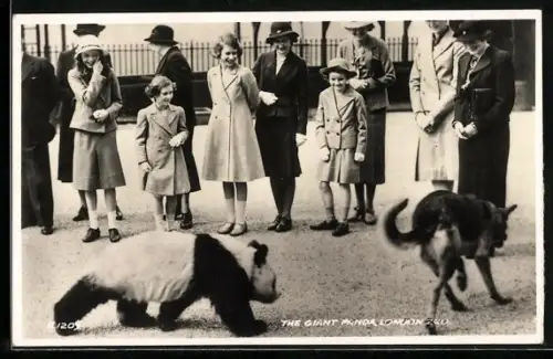 AK Tierfreundschaft zwischen Panda-Bär und Hund