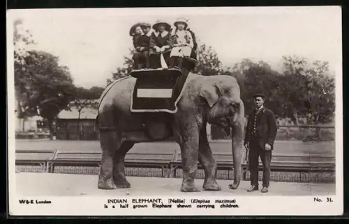 AK Indian Elephant carrying children