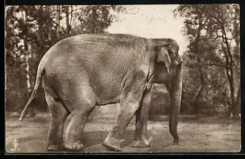 Foto-AK Elefant auf einer Freifläche
