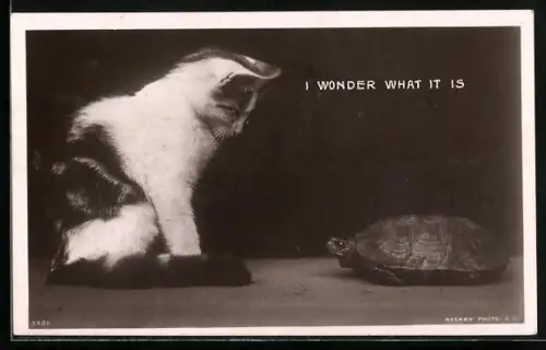 AK Bwegegnung von Katzenkind und Schildkröte