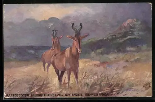 AK Haartebester (Kuhantilopen) zur Regenzeit in Afrika