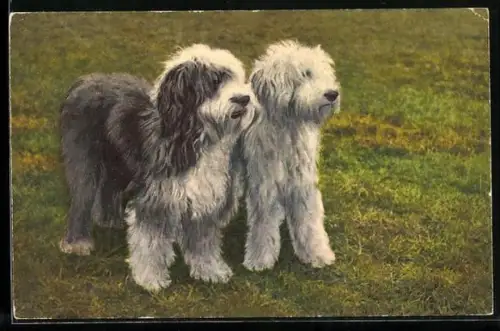 AK zwei englische Schäferhunde auf einer Wiese nebeneinander