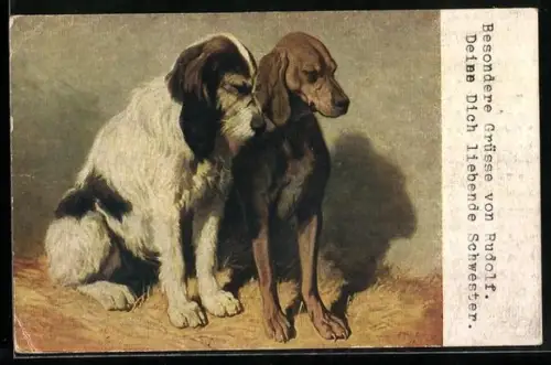 AK Zwei Jagdhunde schauen auf den Boden