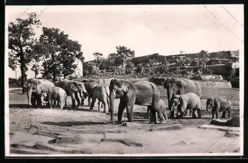 AK Hamburg-Stellingen, Carl Hagenbeck`s Tierpark, Elefenten-Freisichtanlage