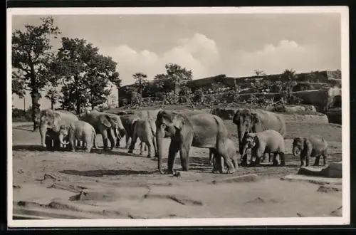 AK Hamburg-Stellingen, Carl Hagenbeck`s Tierpark, Elefenten-Freisichtanlage