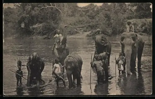 AK Kandy, Temple Elephants at Katugastota
