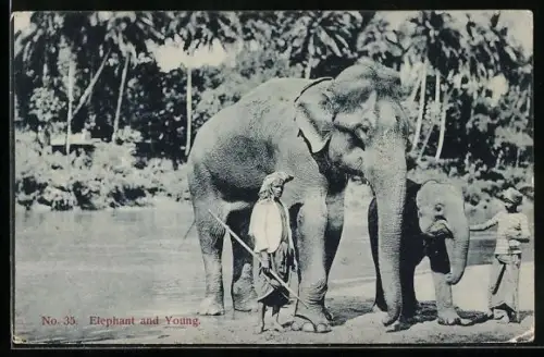 AK Elephant and Young, Führer mit ausgewachsenem und jungem Elefanten