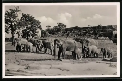 AK Hamburg-Stellingen, Carl Hagenbeck`s Tierpark, Elefenten-Freisichtanlage