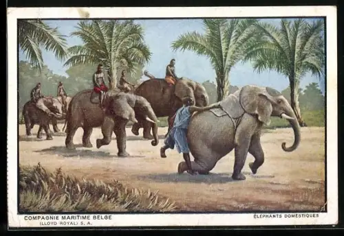 AK Compagnie Maritime Belge, Elephants Domestiques