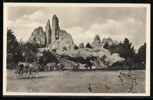 AK Altona-Stellingen, Carl Hagenbeck`s Tierpark, Afrikanische Steppe, Antilopen, Zebras u. Kronenkraniche
