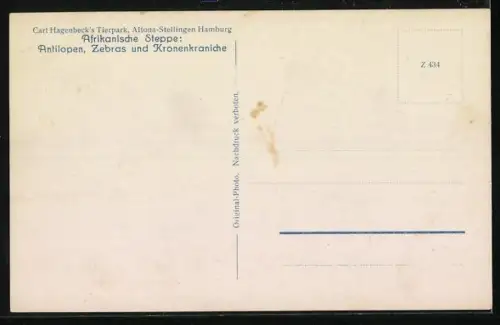 AK Altona-Stellingen, Carl Hagenbeck`s Tierpark, Afrikanische Steppe, Antilopen, Zebras u. Kronenkraniche