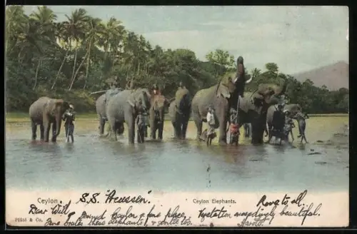 AK Ceylon, Ceylon Elephants