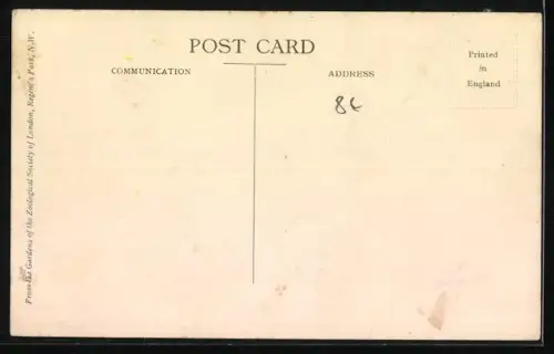 AK London, Garden of the Zoological Society, Regent`s Park, Elephant Riding