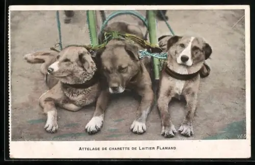 AK Hundegespann eines Milchwagens