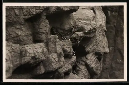AK Hamburg-Stellingen, Nubische Steinböcke in Carl Hagenbeck`s Tierpark