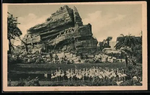 AK Hamburg, Zoo, Affenfelsen mit Flamingowiese