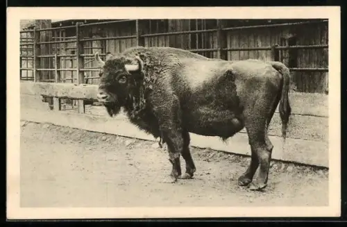 AK Wien-Schönbrunn, Wisent im Tiergarten