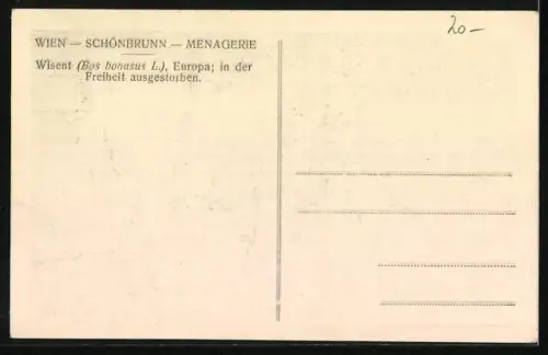 AK Wien-Schönbrunn, Wisent im Tiergarten