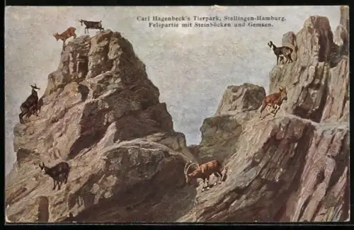 Künstler-AK Hamburg-Stellingen, Felspartie mit Steinböcken und Gemsen, Carl Hagenbeck`s Tierpark
