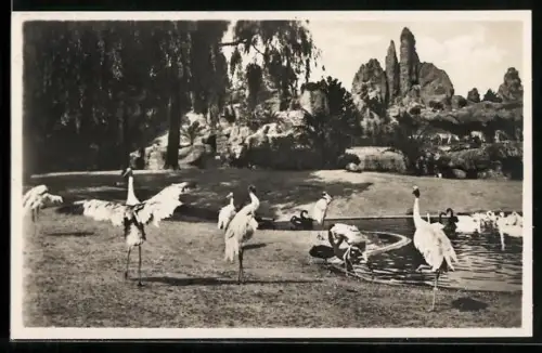 AK Stellingen-Hamburg, Carl Hagenbeck`s Tierpark, Sarus-Kraniche am Vogelteich