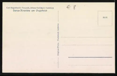 AK Stellingen-Hamburg, Carl Hagenbeck`s Tierpark, Sarus-Kraniche am Vogelteich