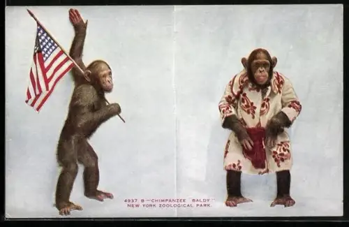 AK New York, Zoological Park, Chimpanzee Baldy, Affe