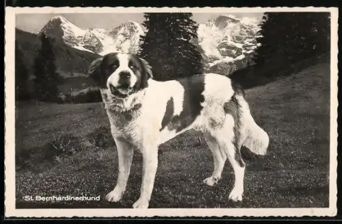 AK Bernhardinerhund auf einer Almweide