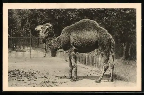 AK Wien-Schönbrunn, Menagerie, Dromedar aus Nordafrika
