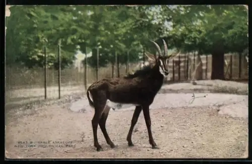 AK New York, NY, Zoological Parc, Sable Antilope, Säbel Antilope