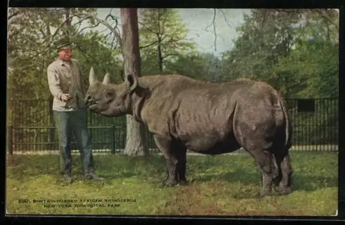 AK New York, Zoological Park, two horned African Rhinoceros