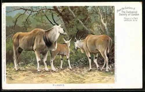 AK London, Regent`s Park, Elands, From the Gardens of the Zoological Society of London