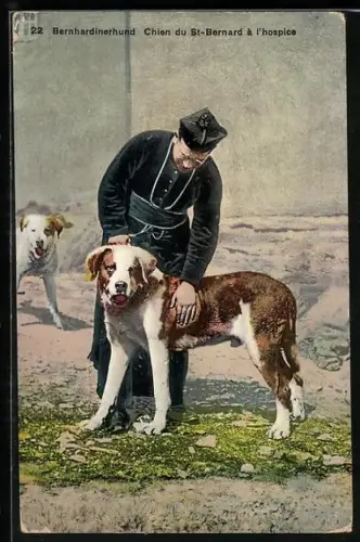 AK Bernhardinerhund im Hospiz