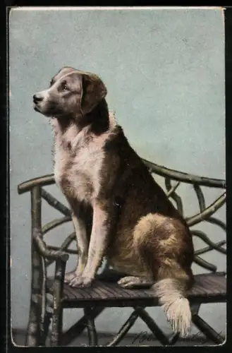 AK hübscher Jagdhund sitzt auf einer Bank