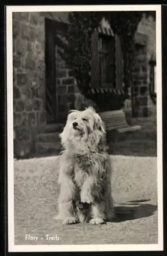 AK Flory Treib, Weisser Hund macht Männchen