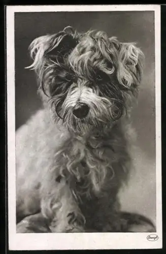AK Portrait eines Terriers mit lockigem Fell